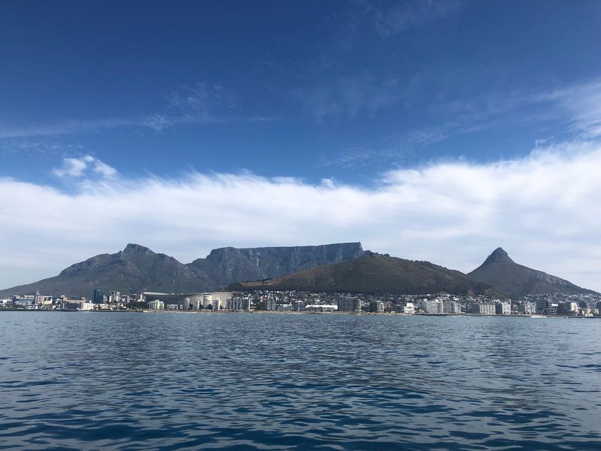 #2 - Cape Town - Waterfront - Boat Tour - Dolphins