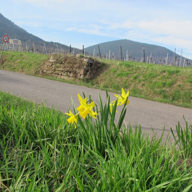 And then a few daffodils along the way