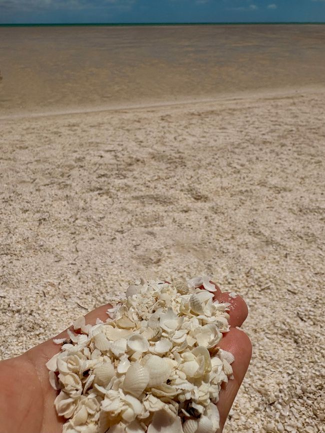 Shell beach