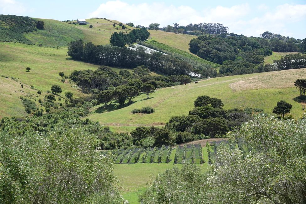 Onetangi Valley