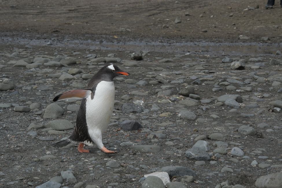 Eselspinguin / Gentoo penguin