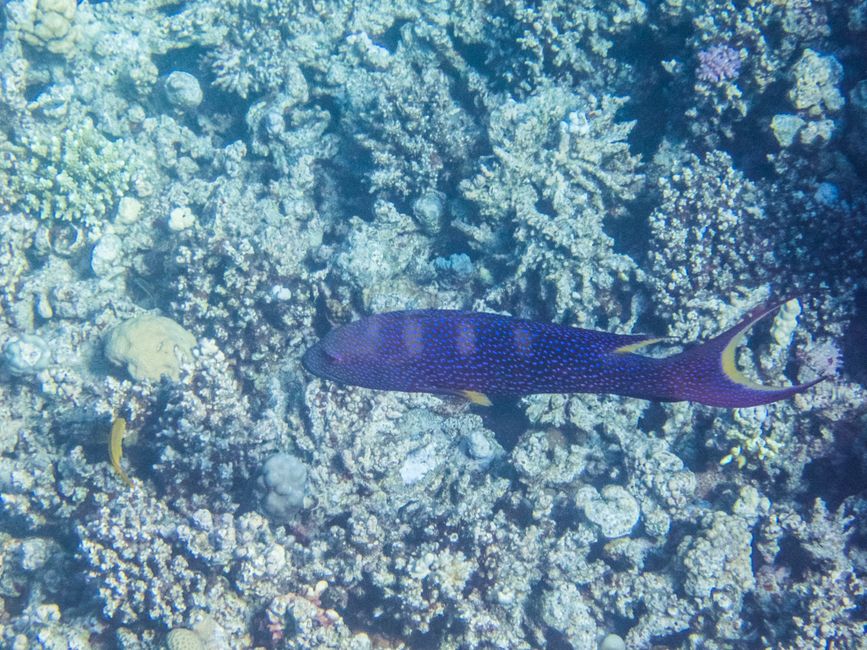 Poisson-perche à croissant de lune