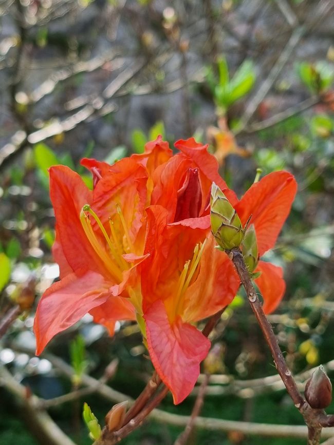 Botanischer Garten, Lucca