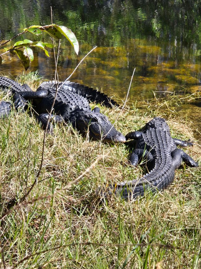 Dag 14: Naar Florida City