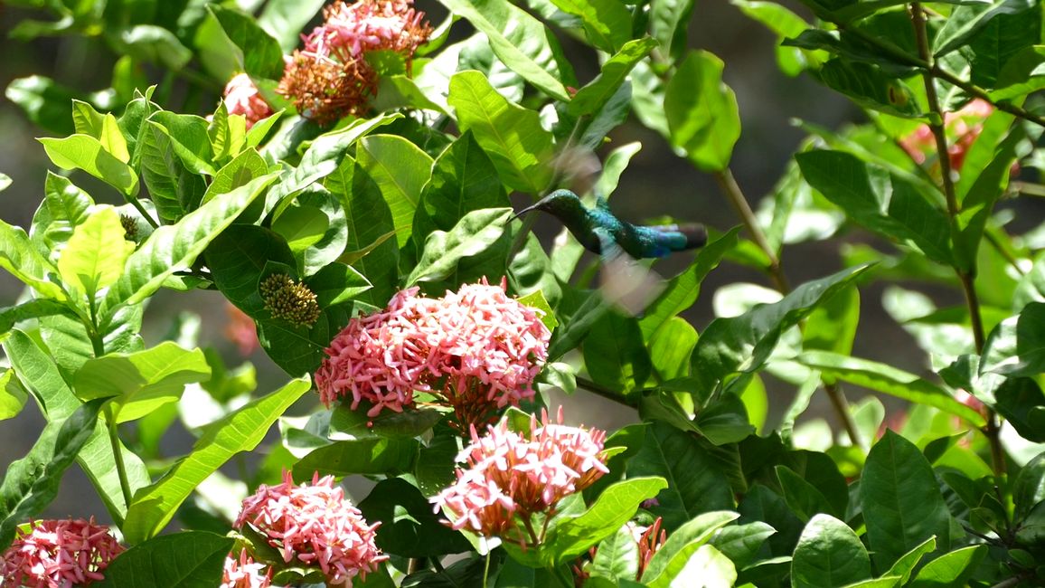 Von Kolibris und leider verbleichten Korallen