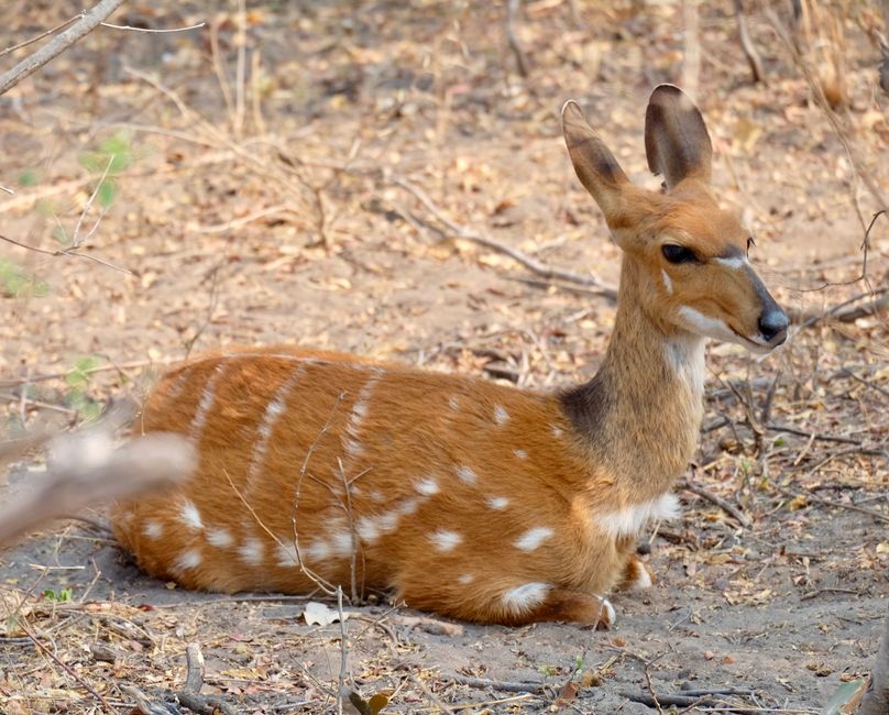 Bwabwata Naionalpark