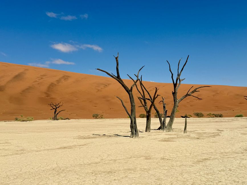 Namibia 2k25 🦓🏜️🐘
