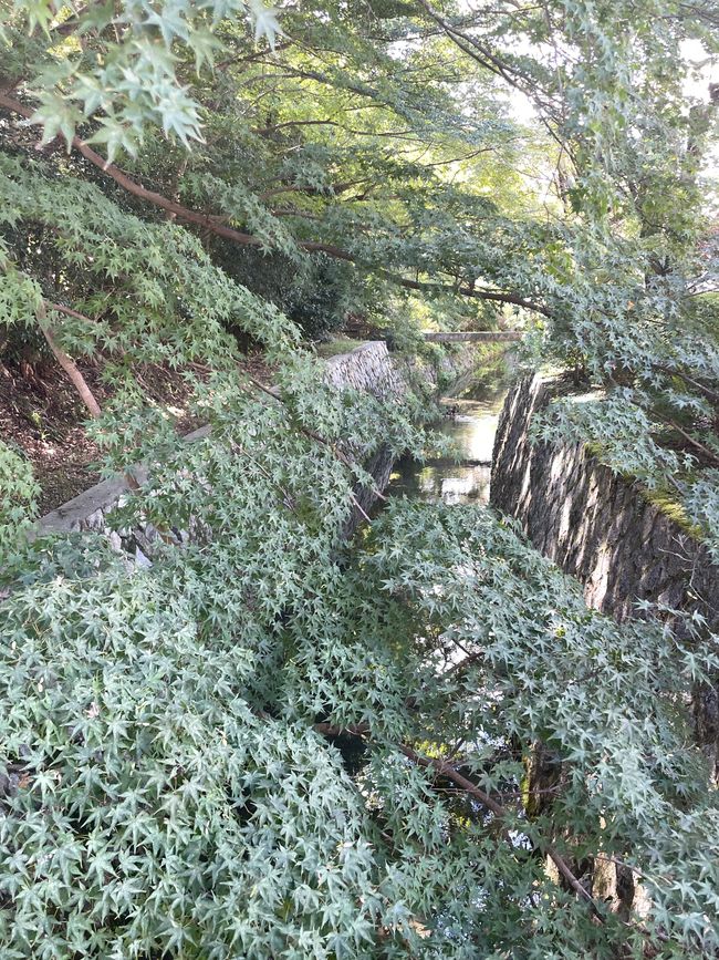 2.Kapitel: Nix Jetlag, oder „A temple a day keeps the doctor away“, man kann sich aber auch auf den Philosophenpfad begeben