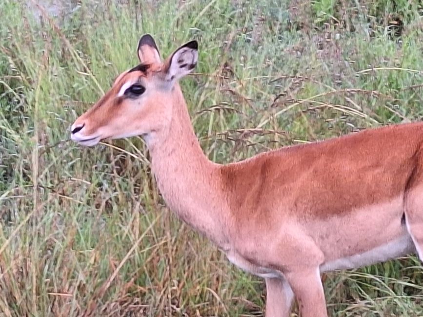Masai Mara 2nd Member