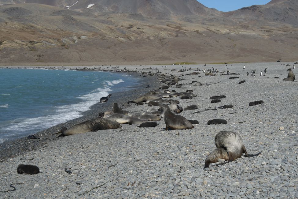 Seebären / Fur seals