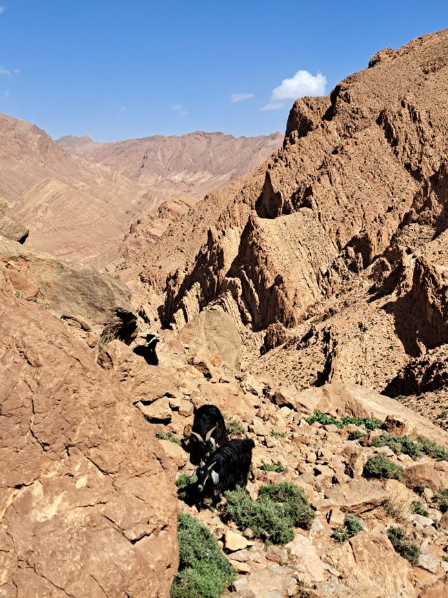 Sheep of a Berber