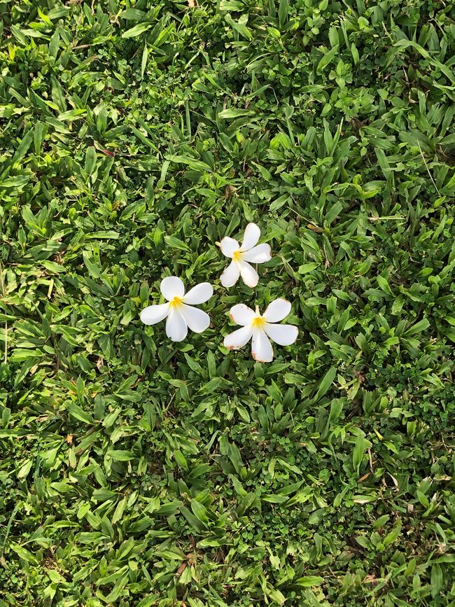Frangipani-Blüten auf Rasen