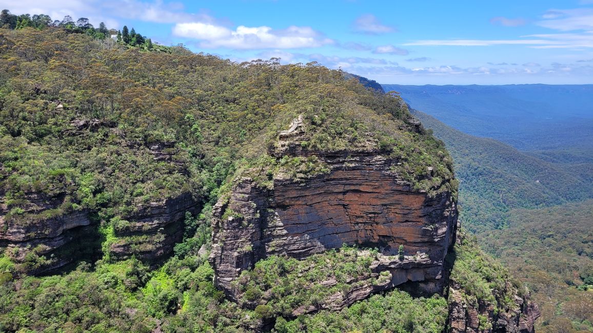 Blue Mountains – Eukalyptusbäume locken nicht nur Koalas an