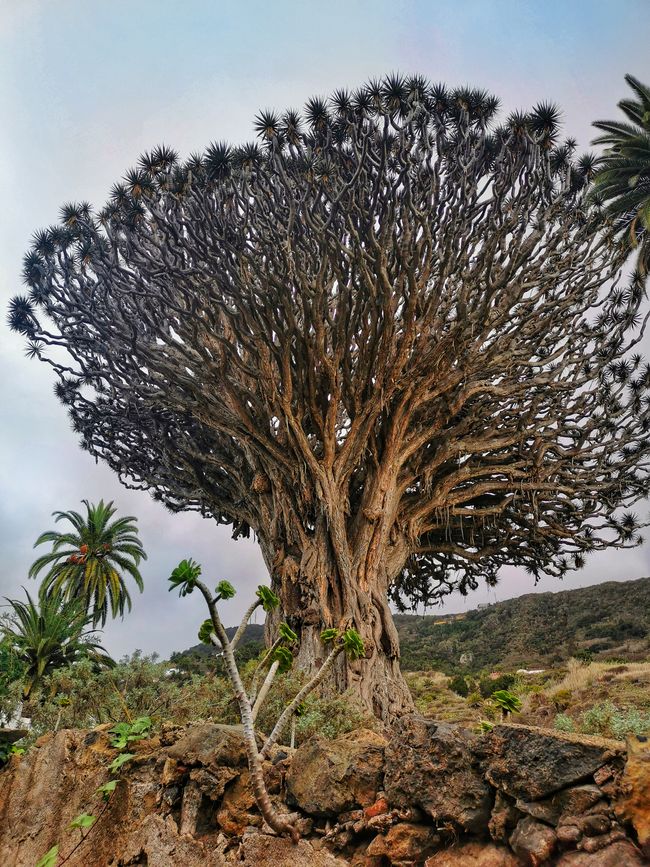 Dragon tree - 1000 let