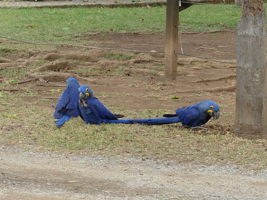 Refugio Canaa Brasil