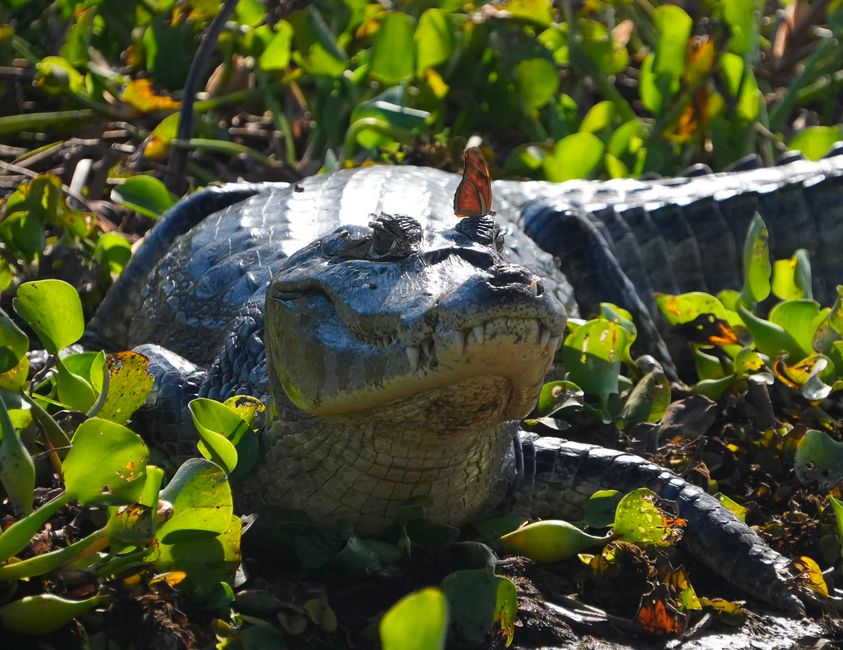 Excursión en barco en el Pantanal