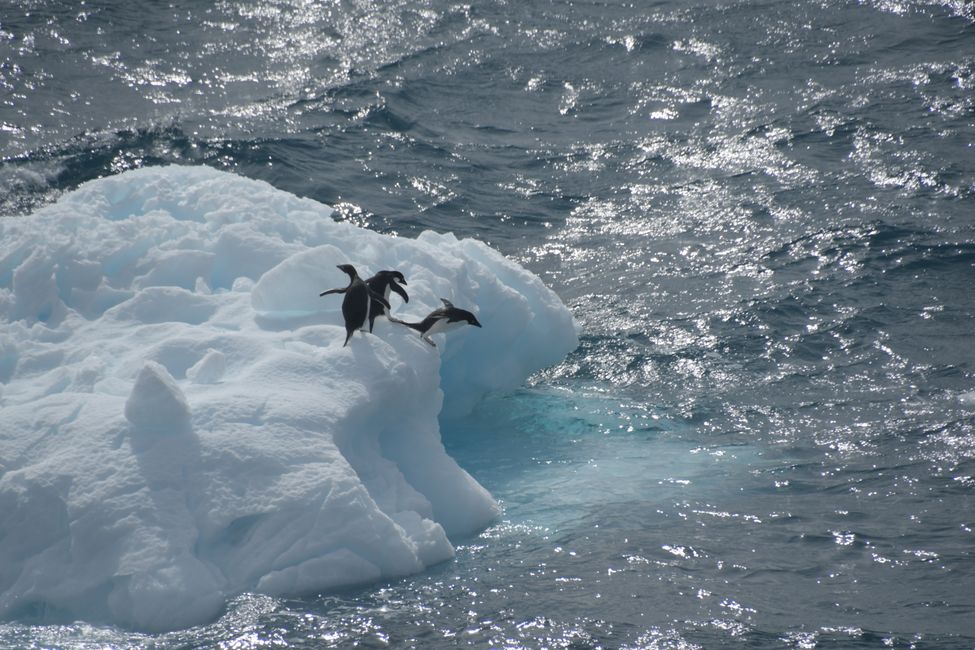 Manchots Adélie / Adelie penguins