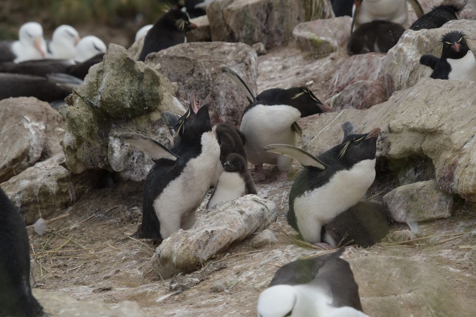 Felsenpinguine / Rockhopper penguins