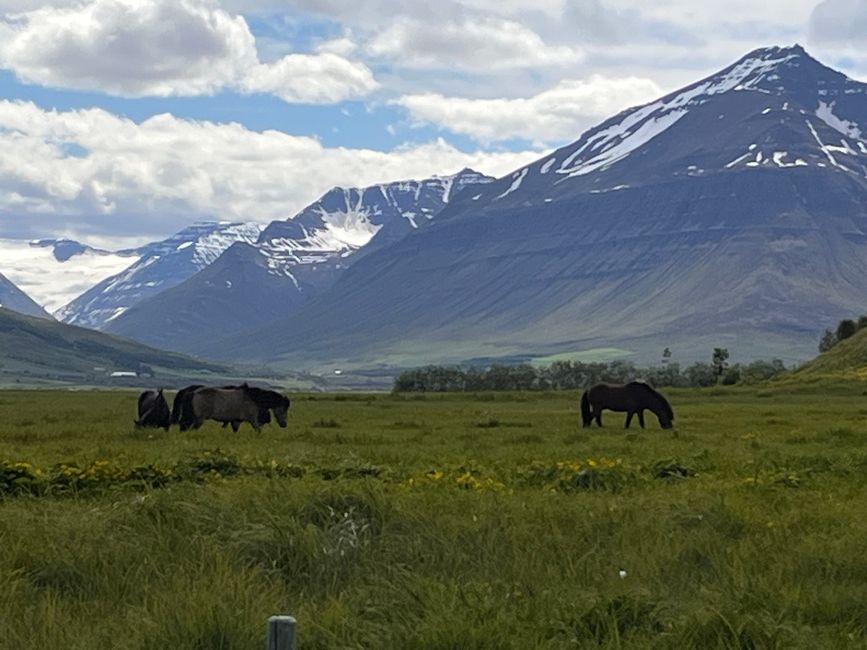 Dalvik