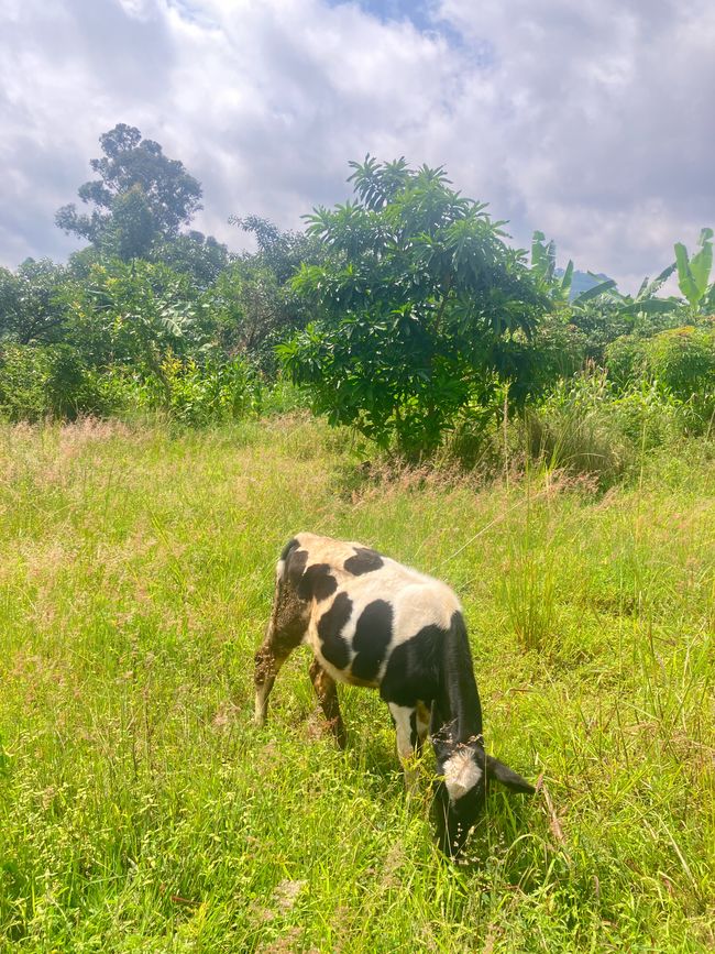 El Este en el Monte Elgon