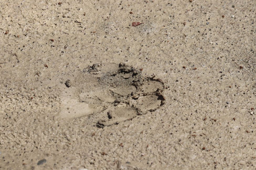 Probably a wolf track