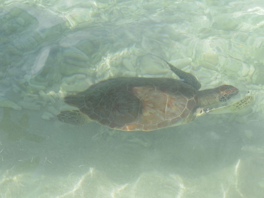 Tortue caouanne