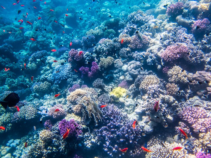 Plongée en apnée dans la Makadi Bay