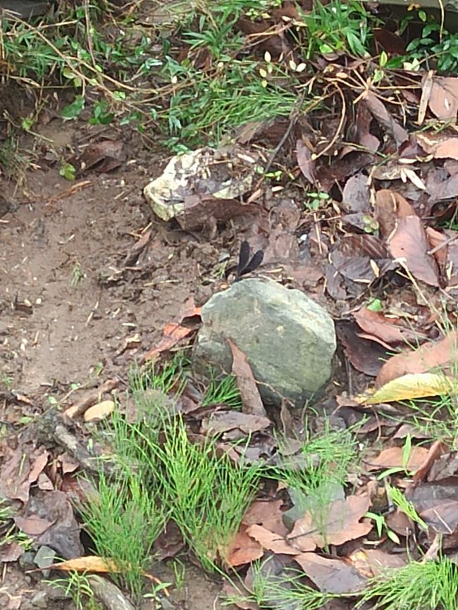 Taifun und Tiere