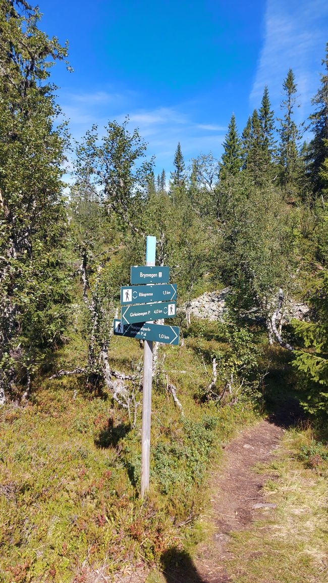 Parc national de Fulufjellet - Safari d'élans