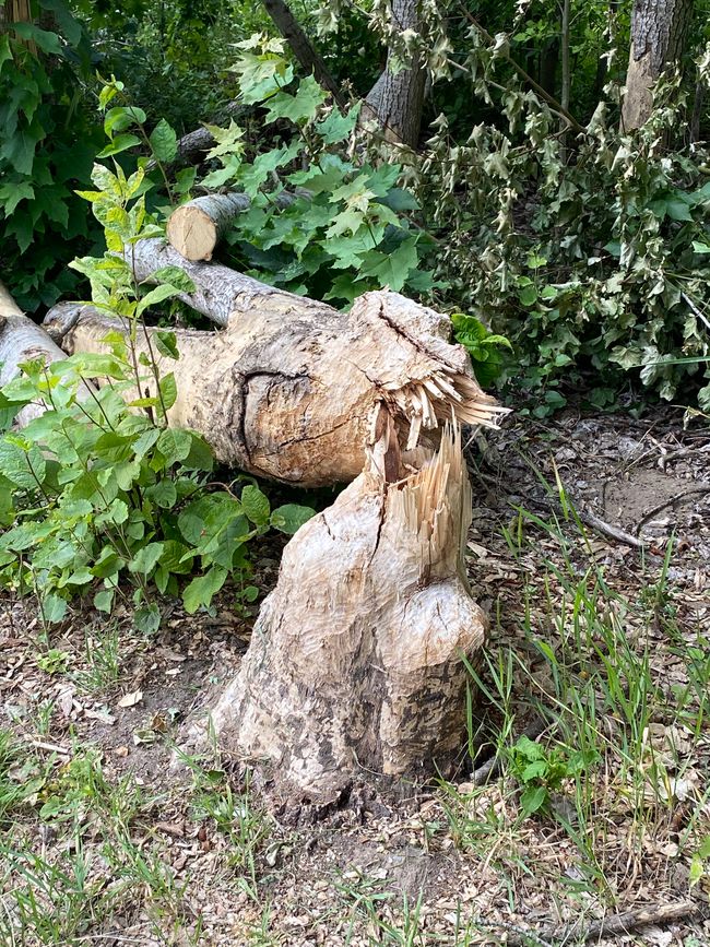Biber am Werk gewesen