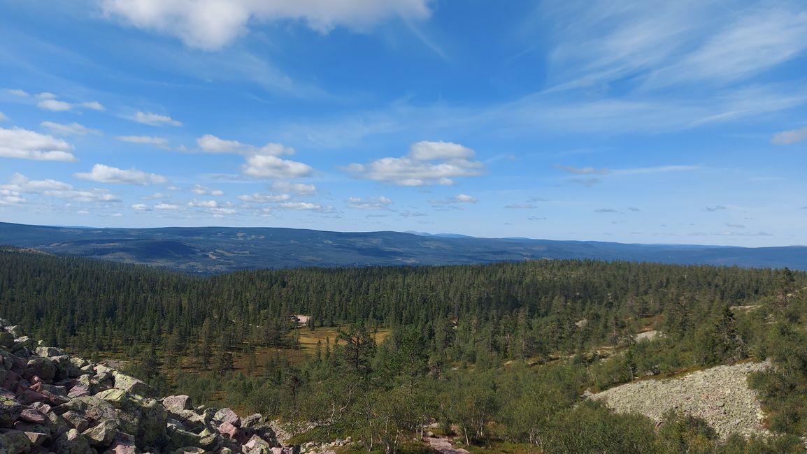 Parc national de Fulufjellet - Safari d'élans