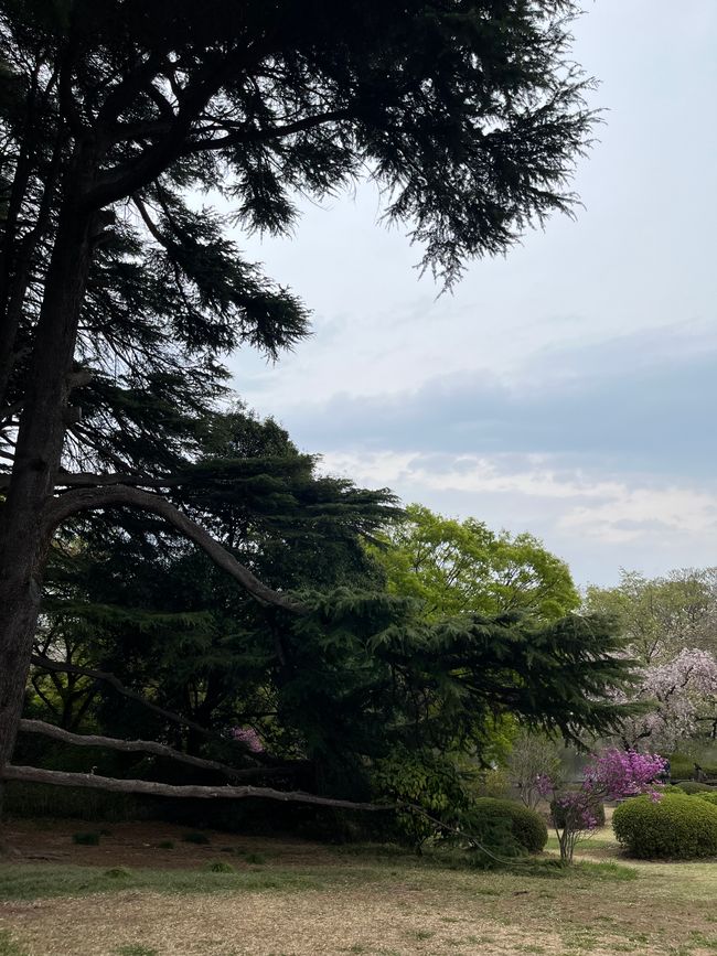 Shinjuku Gyoen Park