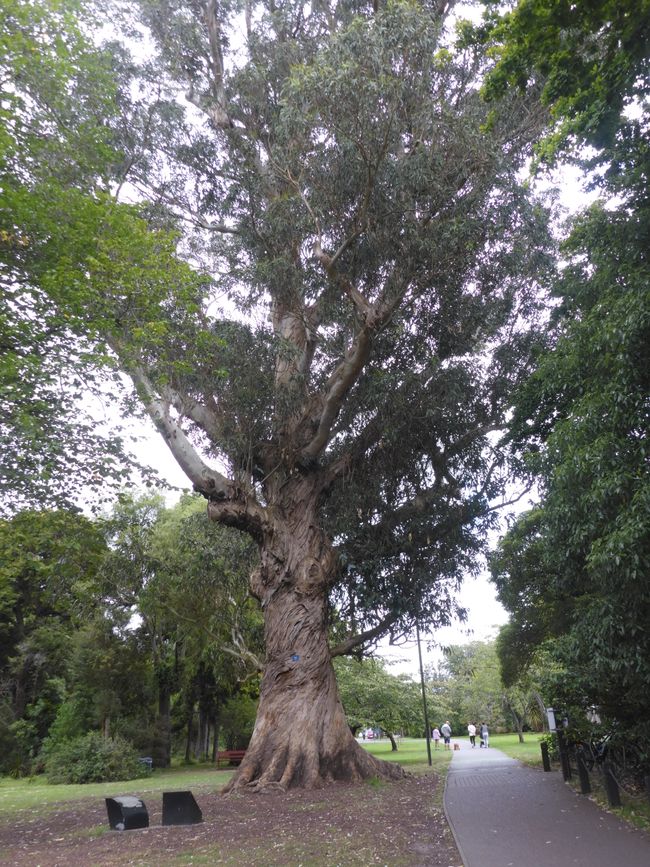 Vieil arbre gros
