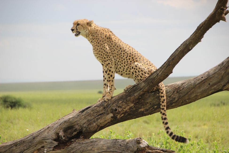 Cheetah - Duma - oder halt Gepard