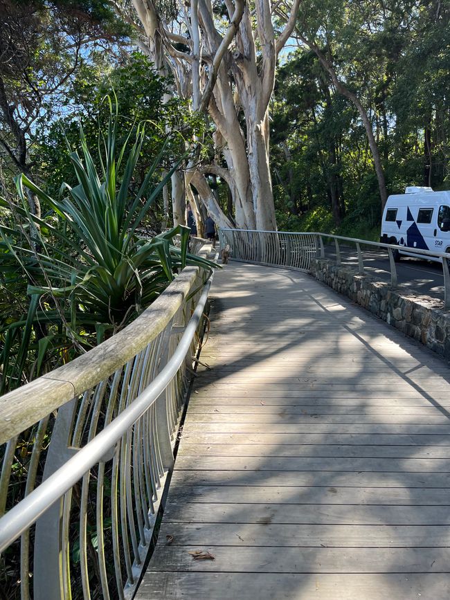 Noosa: Wanderwege, Begegnungen & ein Waran, der meinen Weg blockierte