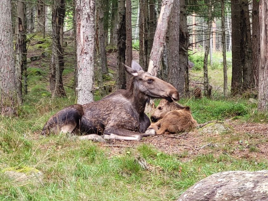 Cucciolo 'Knut' con madre