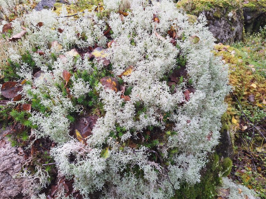 Lichens