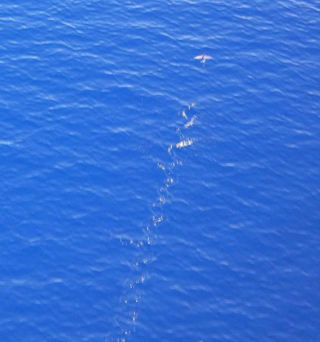 Poisson volant