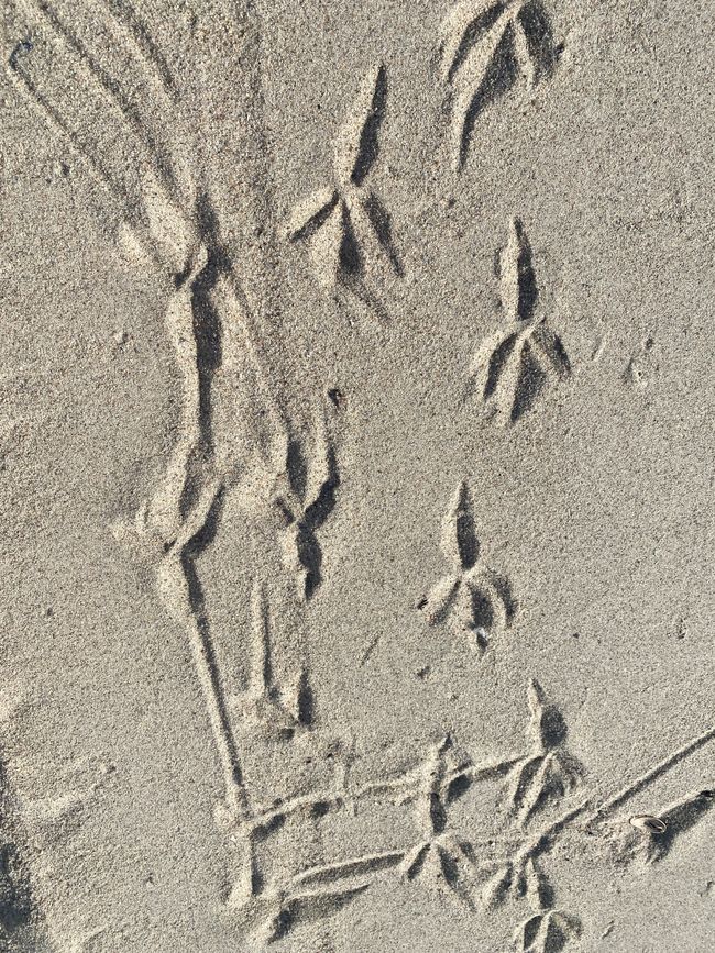 - wie auf einer Möwen-Autobahn