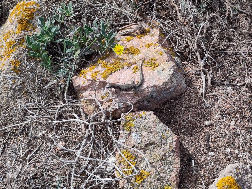 Berlengas