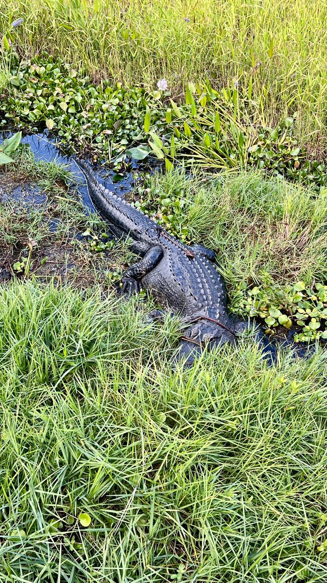 Tag 375 - Airboat-Tour @ Everglades