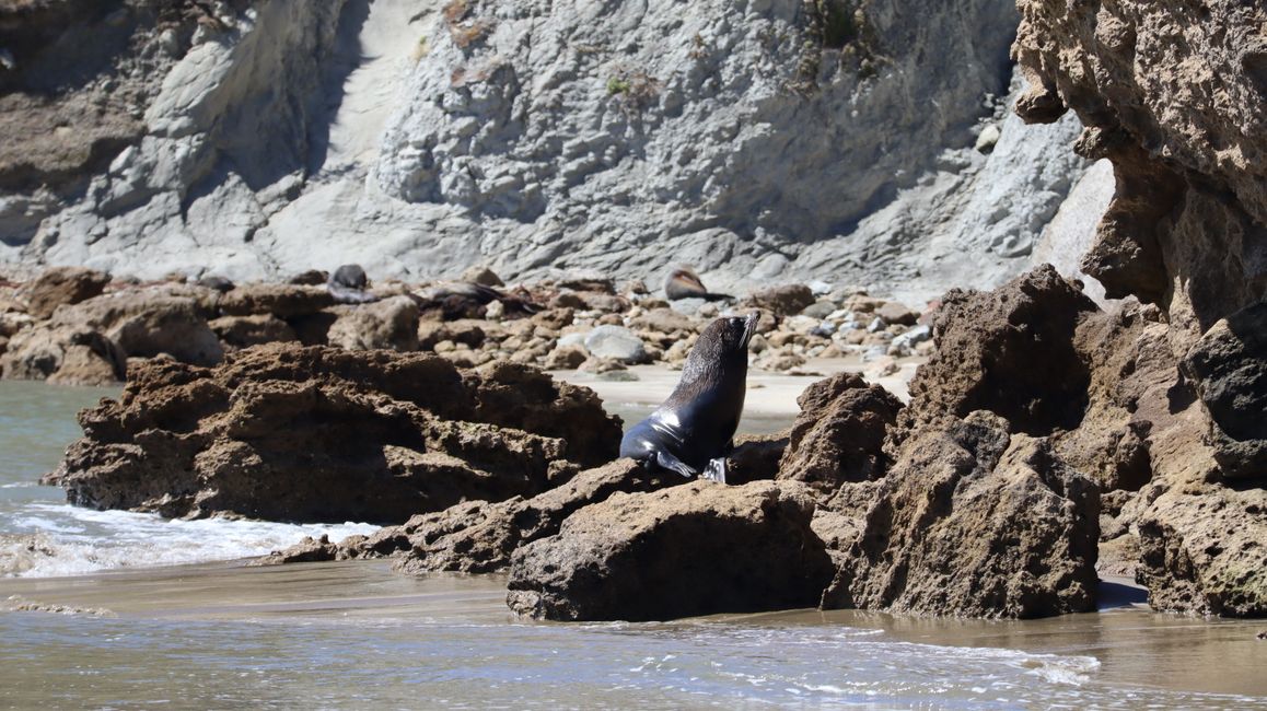 Seebär am Castlepoint Lighthouse