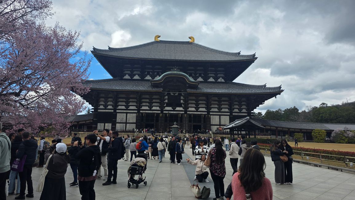 Osaka 'kuidaore' ➡️ mangiare fino a cadere