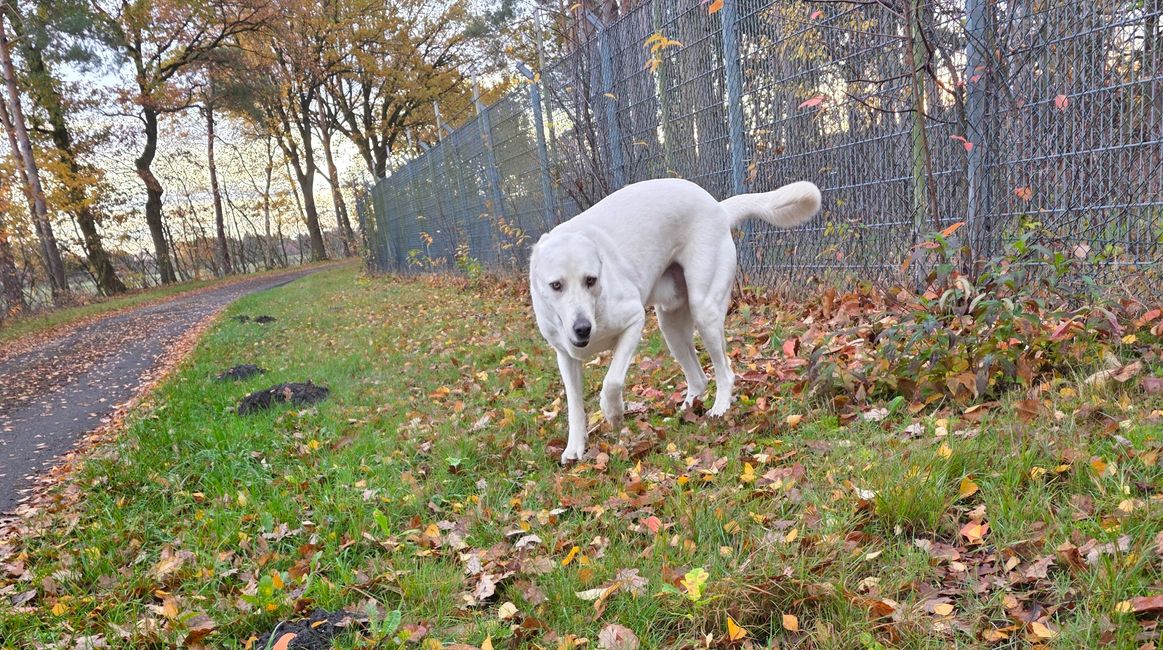 Meine Fellnase und treuer Begleiter "Knut"