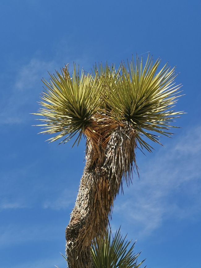 Vom Joshua Tree NP über die Route 66 nach Laughlin
