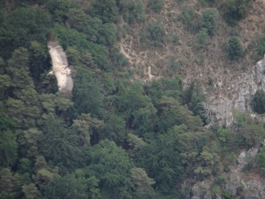 Etappe 4: Menton - Gorge du Verdon- Saint Julien-du-Verdon 