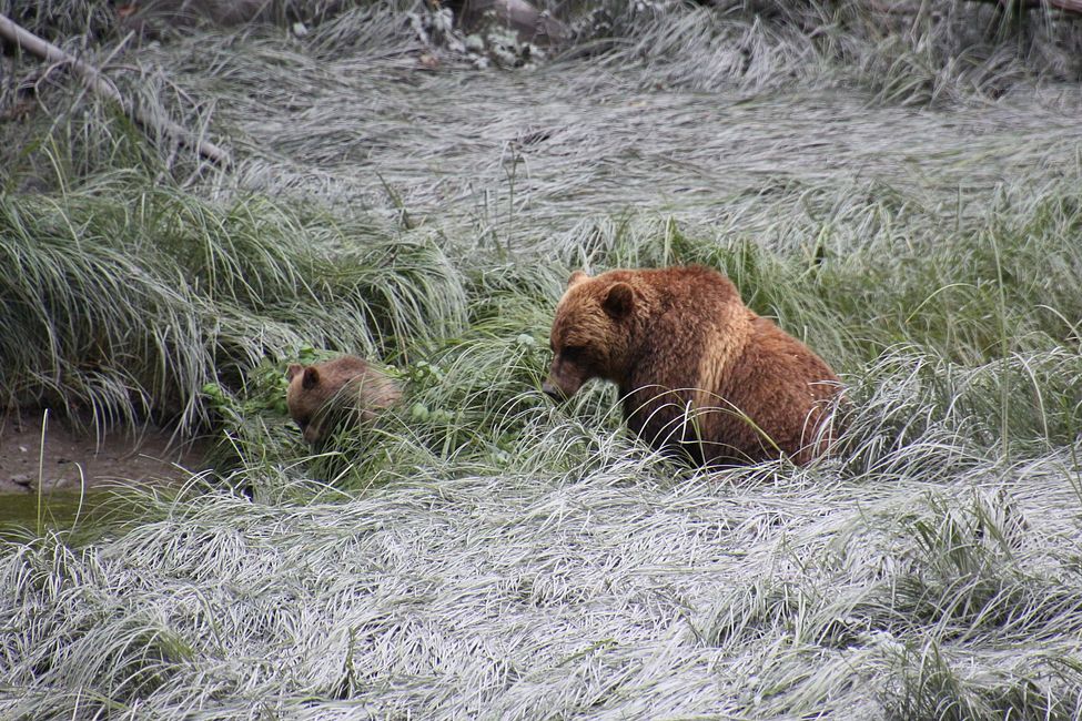 Tag 15: Stewart/Hyder - Grizzlys & (k)ein Salmon Glacier