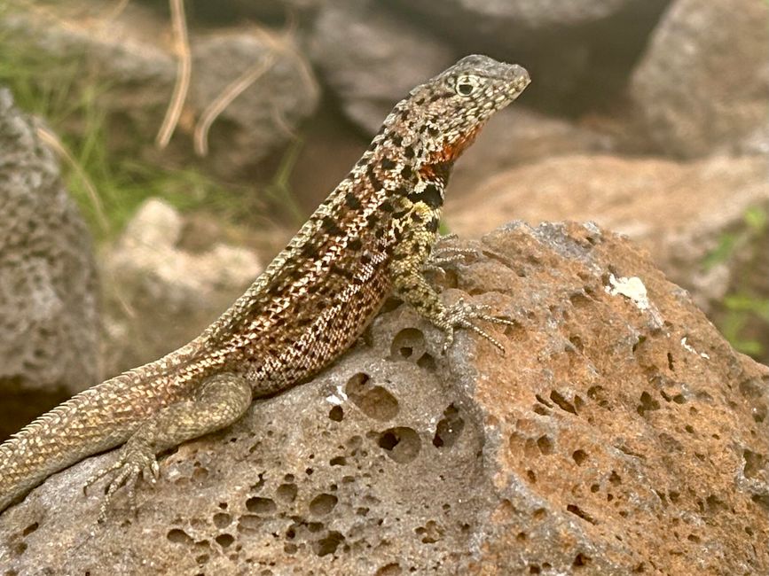 Santa Cruz (Galápagos)