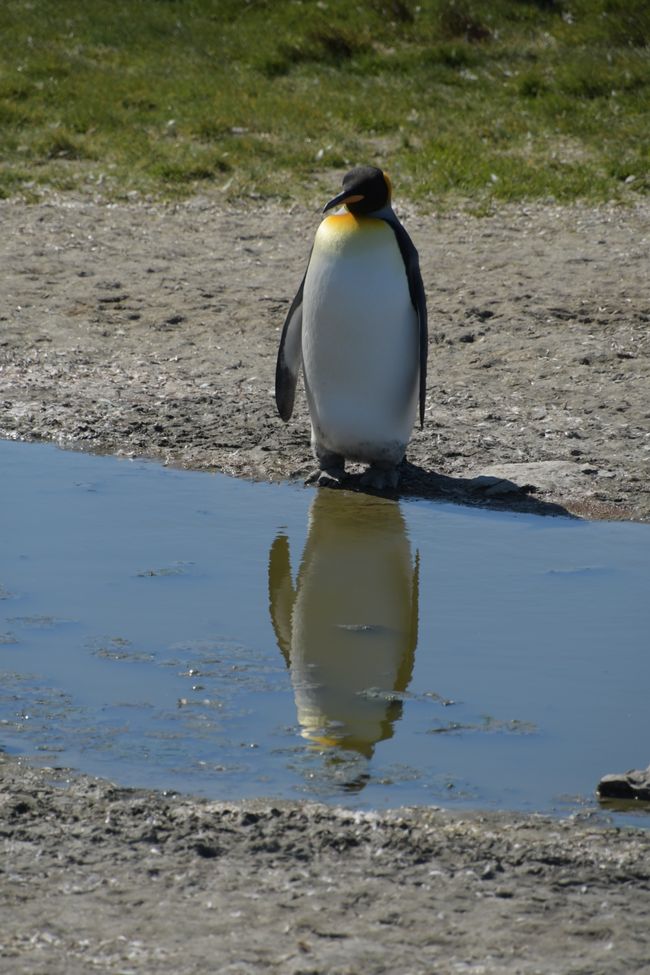 Königspinguin / King penguin