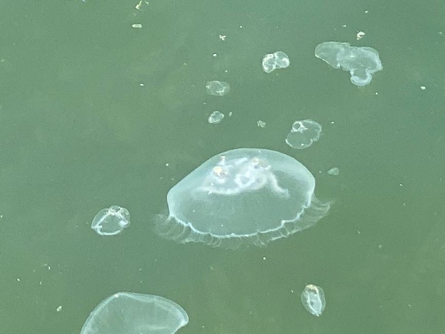 Ausflug der Ohrenquallen in der Trave